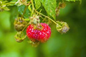 ein Zweig mit reifen Himbeeren foto