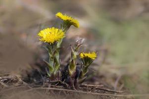 Drei Huflattichblüten auf einer Wiese foto