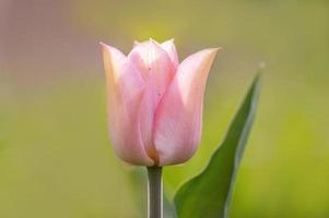 eine Tulpenblüte auf einer Wiese foto