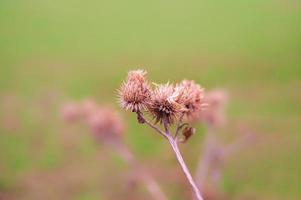 Drei verwelkte Klettenblüten auf einer Wiese foto