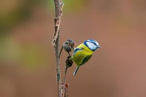 Eine Blaumeise sitzt auf einem Ast foto