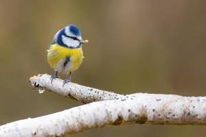 Eine Blaumeise sitzt auf einem Ast foto