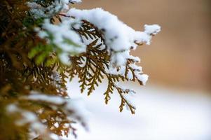 ein Ast im Winterwald mit Schnee bedeckt foto