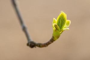 viele frische Knospen auf einem Ast foto