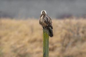 ein bussard sitzt im sommer auf einer holzstange auf einer wiese foto