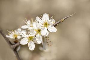 viele Blüten auf einem Zweig eines Pflaumenbaums foto