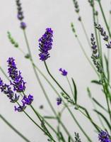 blühende Lavendelpflanze im Garten foto