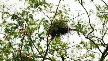 Nest auf dem grünen Baum foto