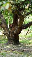 Indischer Mangobaum auf dem Bauernhof foto