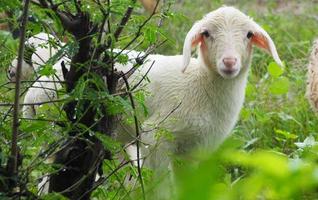 Schafe, Ovis Aries, die im Garten in die Kamera schauen foto
