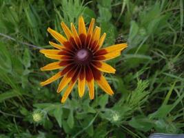 Sommerblumen blühten im Garten im Dorf foto