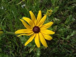 Sommerblumen blühten im Garten im Dorf foto