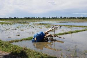 ein Reisfeldentführer mitten im Reisfeld foto