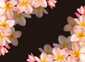 rahmen aus blumen, rosa frangipani-blume und kopierraum. foto