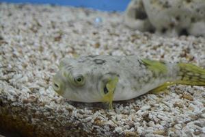 Kugelkugelfische im Aquarium als natürliches Unterwasserleben im Meer. foto