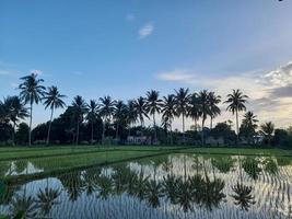 sonnenuntergang in einem von kokospalmen umgebenen reisfeld auf der insel lombok, indonesien foto