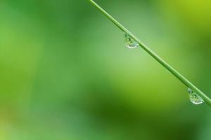 Wassertropfen auf Blattgras foto