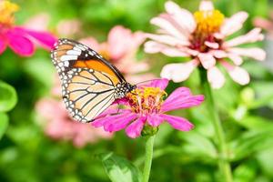 Schmetterling auf Blume foto