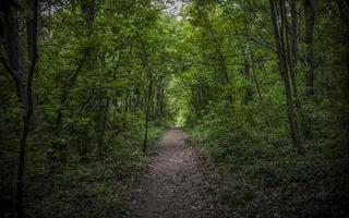 ein Pfad durch den tiefen Wald foto