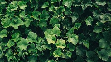 Blätter der Gurkenpflanze, die im Garten wachsen, Sämlinge im Bauerngarten foto