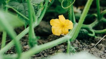 gelbe blume der gurkenpflanze wächst im garten foto