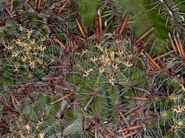 ferocactus horridus (Familie: Cactaceae)
