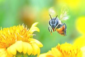 eine Biene, die zu der schönen Blume fliegt foto