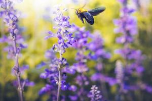 Holzbienen fliegen zu wunderschönen Blumen in der Natur foto