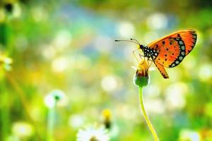 ein Schmetterling, der auf der schönen Blume sitzt foto