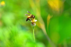 eine Biene thront auf der schönen Blume foto