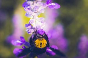 Holzbiene thront auf den schönen Blumen in der Natur foto