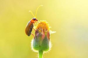 Kürbiskäferwanze thront auf der schönen Blume foto