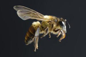 eine Biene fliegt isoliert auf schwarzem Hintergrund foto