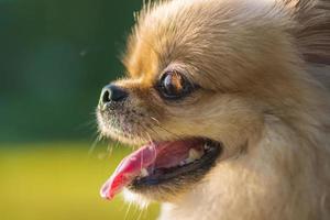 süßer pommerscher mischlings pekingese hund mit glück foto