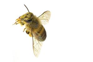 eine Biene auf dem weißen Hintergrund isoliert foto