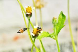 eine Biene, die zu der schönen Blume fliegt foto