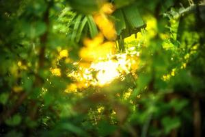 schönes natürliches grünes blatt mit sonnenuntergang und abstraktem unschärfe-bokeh-hellem hintergrund foto