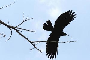 eine Krähe, die von einem Baum und einem Wolkenhintergrund fliegt foto