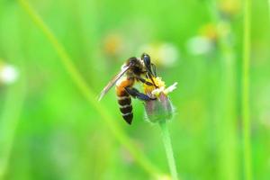 eine Biene thront auf der schönen Blume foto