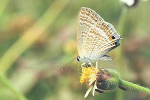 ein Schmetterling, der auf der schönen Blume sitzt foto