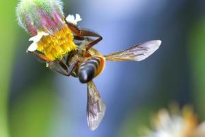 eine Biene thront auf der schönen Blume foto
