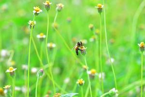 eine Biene thront auf der schönen Blume foto