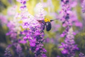 Holzbienen fliegen zu wunderschönen Blumen in der Natur foto