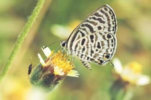 ein Schmetterling, der auf der schönen Blume sitzt foto