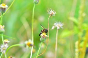 eine Biene thront auf der schönen Blume foto