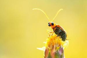 Kürbiskäferwanze thront auf der schönen Blume foto