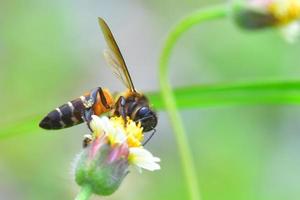 eine Biene thront auf der schönen Blume foto