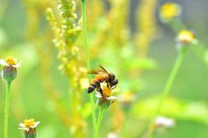 eine Biene thront auf der schönen Blume foto