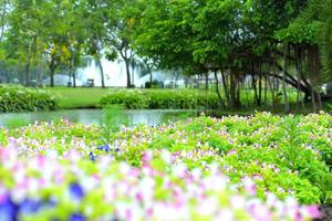 schöne frühlingsblumen im gartennaturhintergrund foto