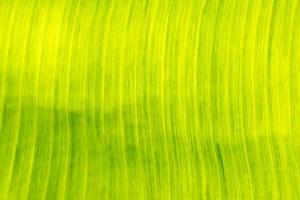 grünes Bananenblatt mit Textur für den Hintergrund foto